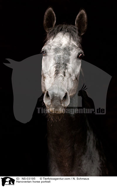 Hannoveraner Portrait / Hanoverian horse portrait / NS-03195