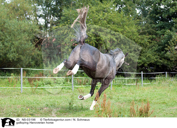 galoppierender Hannoveraner / galloping Hanoverian horse / NS-03196