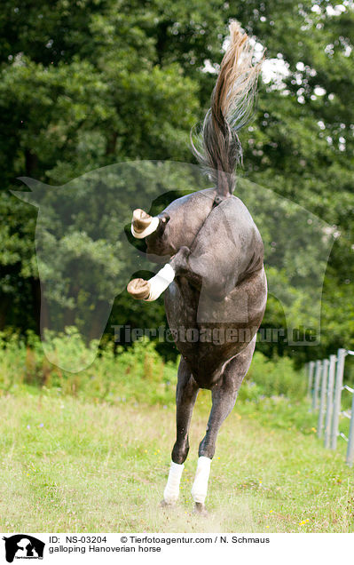 galoppierender Hannoveraner / galloping Hanoverian horse / NS-03204