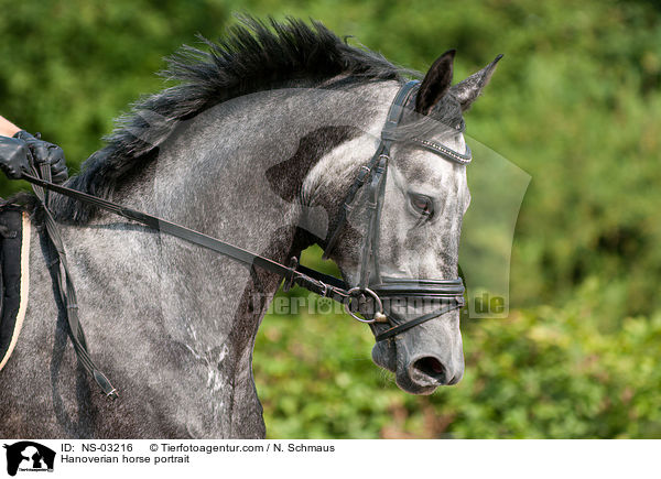Hannoveraner Portrait / Hanoverian horse portrait / NS-03216