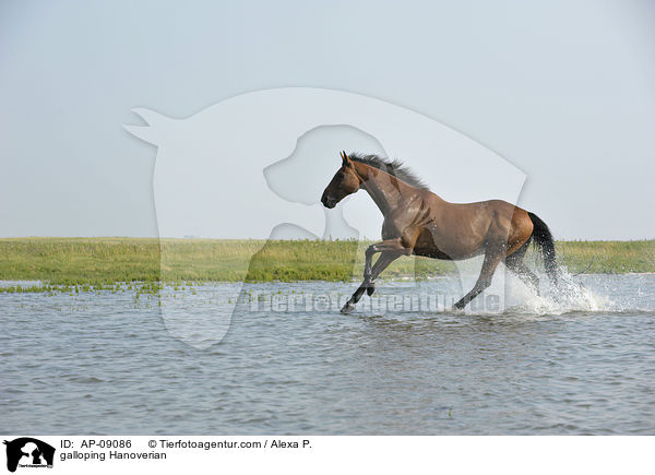 galoppierender Hannoveraner / galloping Hanoverian / AP-09086