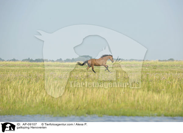 galoppierender Hannoveraner / galloping Hanoverian / AP-09107