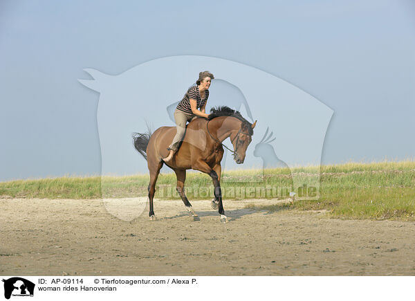 Frau reitet Hannoveraner / woman rides Hanoverian / AP-09114