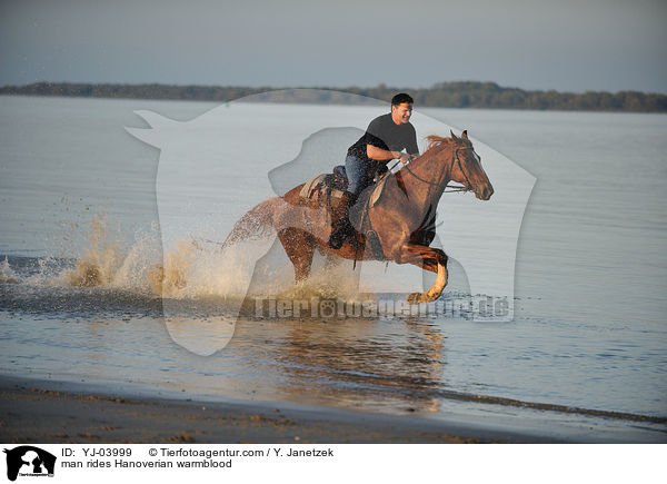 Mann reitet Hannoveraner / man rides Hanoverian warmblood / YJ-03999