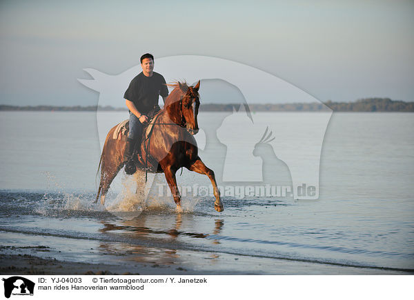 Mann reitet Hannoveraner / man rides Hanoverian warmblood / YJ-04003