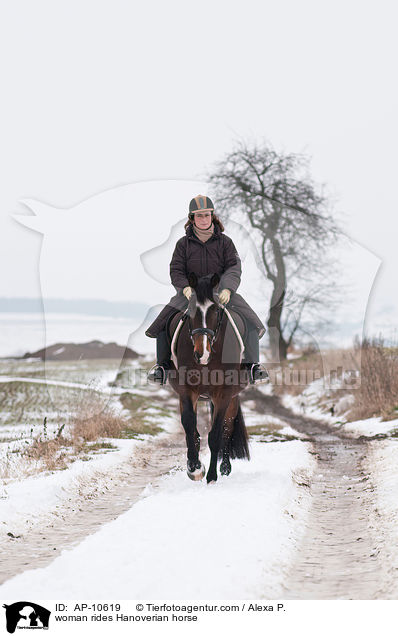 Frau reitet Hannoveraner / woman rides Hanoverian horse / AP-10619