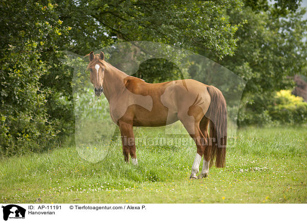 Hannoveraner / Hanoverian / AP-11191