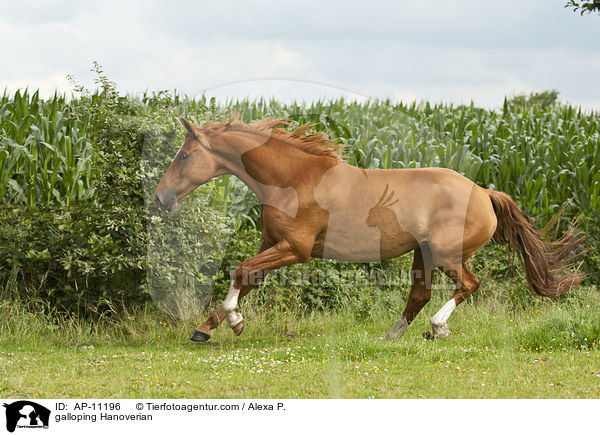 galoppierender Hannoveraner / galloping Hanoverian / AP-11196