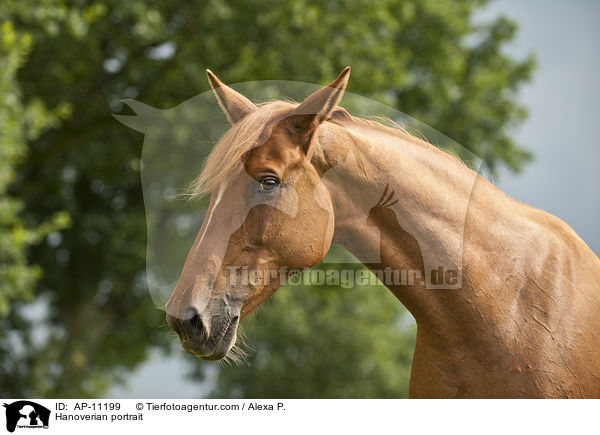 Hannoveraner Portrait / Hanoverian portrait / AP-11199