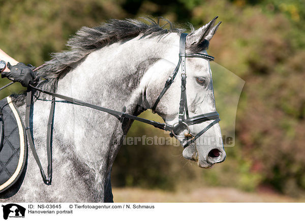 Hannoveraner Portrait / Hanoverian portrait / NS-03645