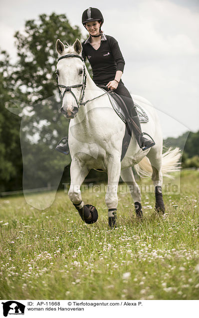 Frau reitet Hannoveraner / woman rides Hanoverian / AP-11668