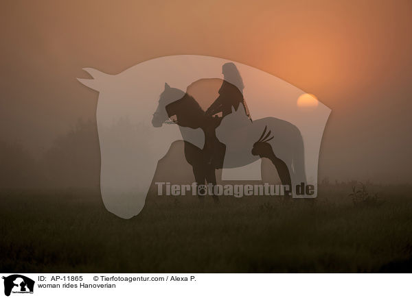 Frau reitet Hannoveraner / woman rides Hanoverian / AP-11865