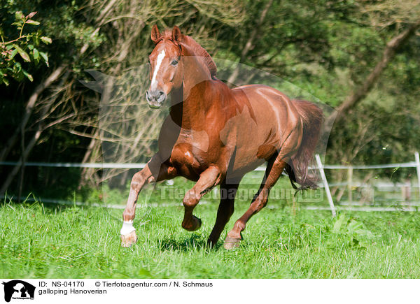 galoppierender Hannoveraner / galloping Hanoverian / NS-04170