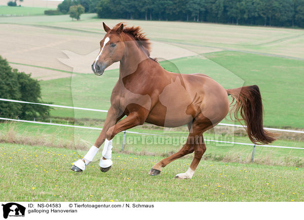 galoppierender Hannoveraner / galloping Hanoverian / NS-04583