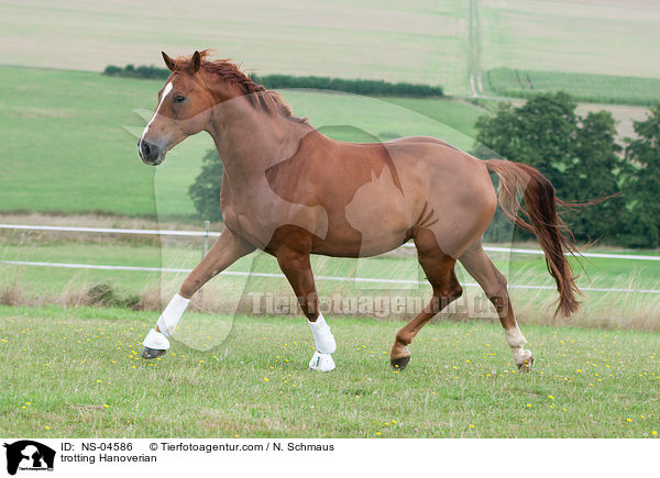 trabender Hannoveraner / trotting Hanoverian / NS-04586