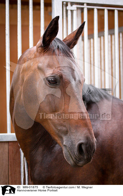 Hannoveraner Portrait / Hannoveraner Horse Portrait / MW-01875
