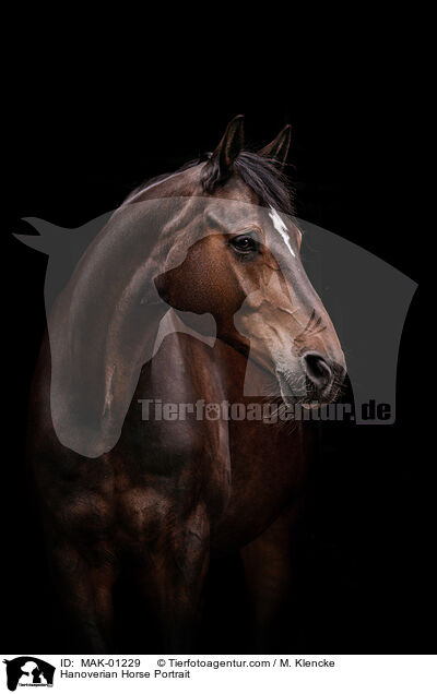 Hannoveraner Portrait / Hanoverian Horse Portrait / MAK-01229