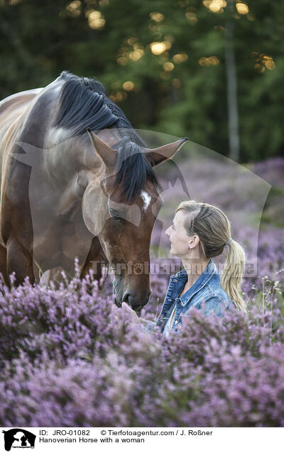 Hannoveraner mit Frau / Hanoverian Horse with a woman / JRO-01082