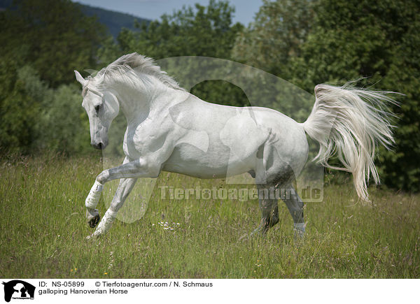 galoppierder Hannoveraner / galloping Hanoverian Horse / NS-05899