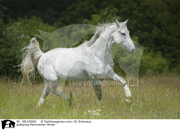 galoppierder Hannoveraner / galloping Hanoverian Horse / NS-05909
