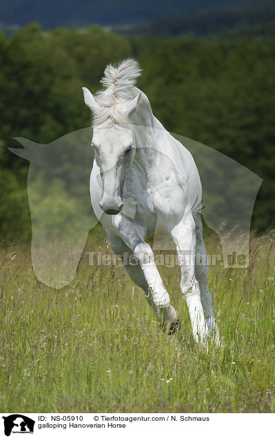 galoppierder Hannoveraner / galloping Hanoverian Horse / NS-05910