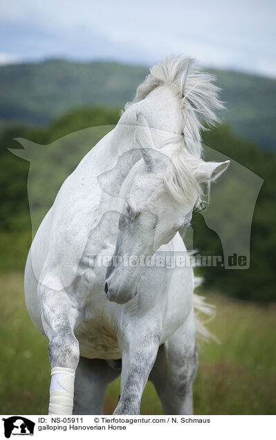 galloping Hanoverian Horse / NS-05911