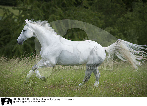 galoppierder Hannoveraner / galloping Hanoverian Horse / NS-05913