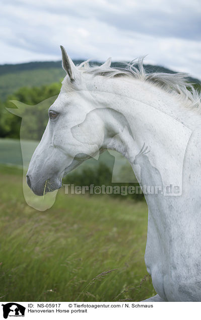 Hannoveraner Portrait / Hanoverian Horse portrait / NS-05917