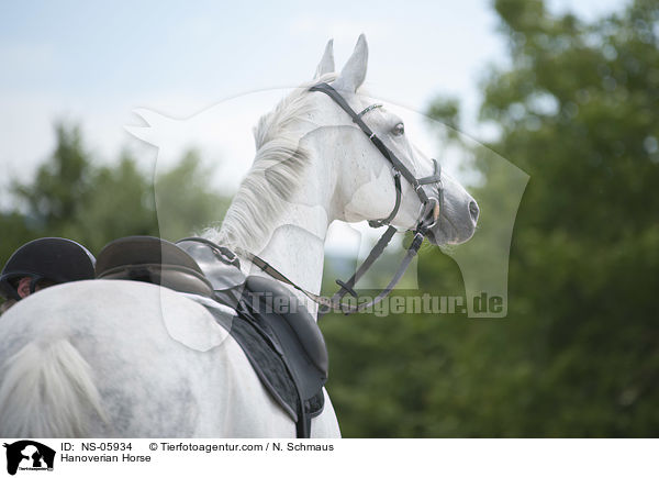 Hannoveraner / Hanoverian Horse / NS-05934