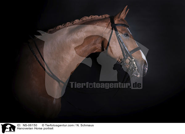 Hannoveraner Portrait / Hanoverian Horse portrait / NS-06150