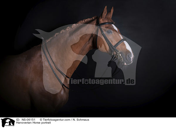 Hannoveraner Portrait / Hanoverian Horse portrait / NS-06151