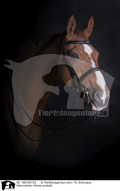 Hannoveraner Portrait / Hanoverian Horse portrait / NS-06152