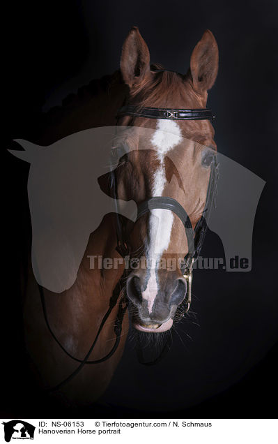 Hannoveraner Portrait / Hanoverian Horse portrait / NS-06153