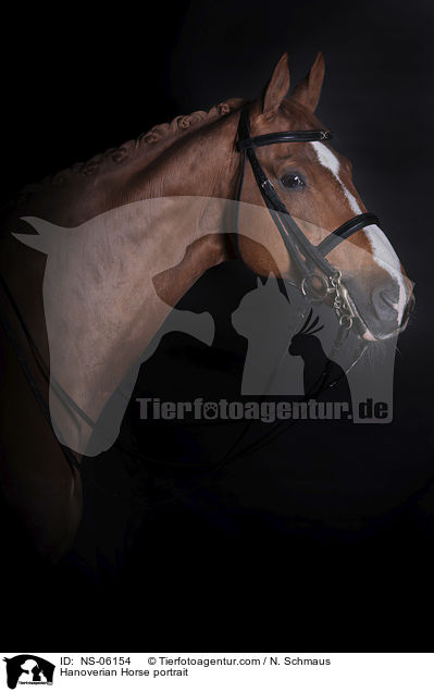 Hannoveraner Portrait / Hanoverian Horse portrait / NS-06154