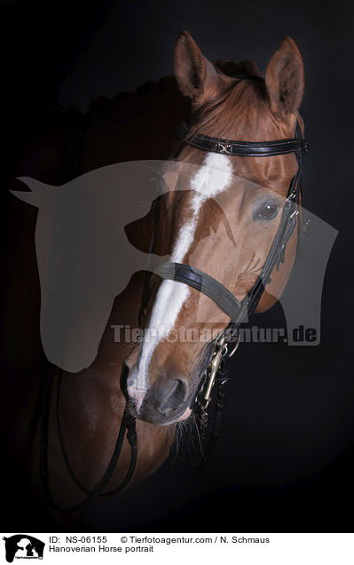 Hannoveraner Portrait / Hanoverian Horse portrait / NS-06155