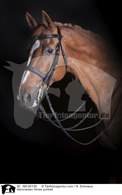 Hannoveraner Portrait / Hanoverian Horse portrait / NS-06156