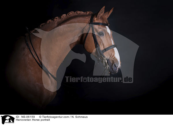 Hannoveraner Portrait / Hanoverian Horse portrait / NS-06159