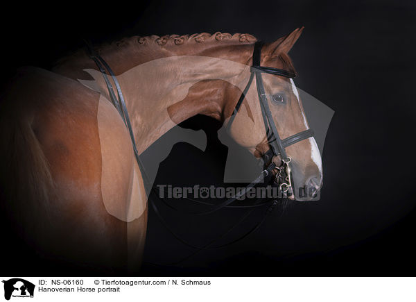 Hannoveraner Portrait / Hanoverian Horse portrait / NS-06160