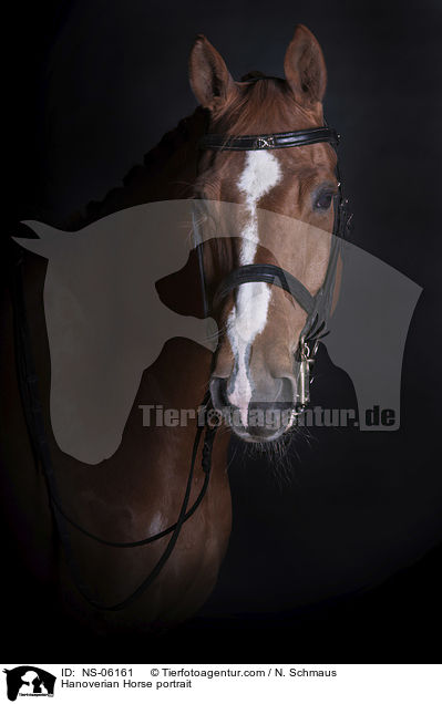 Hannoveraner Portrait / Hanoverian Horse portrait / NS-06161