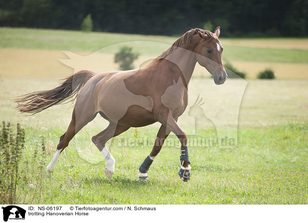 trabender Hannoveraner / trotting Hanoverian Horse / NS-06197