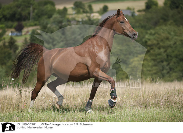 trabender Hannoveraner / trotting Hanoverian Horse / NS-06201