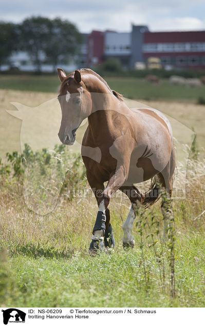 trabender Hannoveraner / trotting Hanoverian Horse / NS-06209