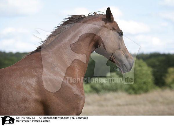 Hanoverian Horse portrait / NS-06212