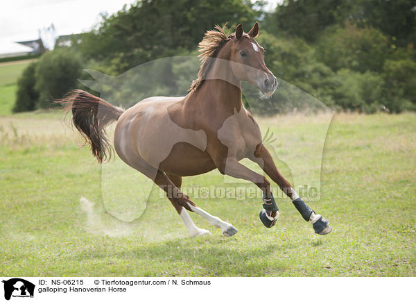 galoppierender Hannoveraner / galloping Hanoverian Horse / NS-06215