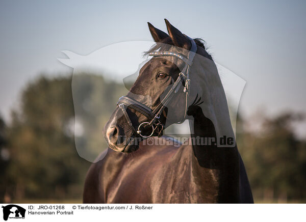 Hannoveraner Portrait / Hanoverian Portrait / JRO-01268