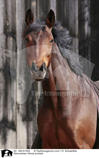 Hannoveraner Portrait / Hanoverian Horse portrait / HS-01442