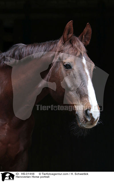 Hannoveraner Portrait / Hanoverian Horse portrait / HS-01448
