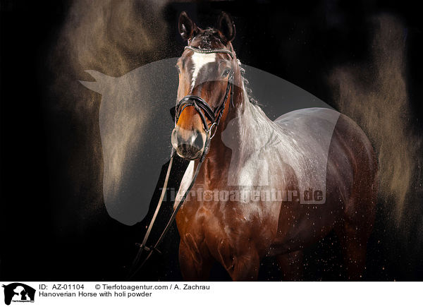 Hanoverian Horse with holi powder / AZ-01104