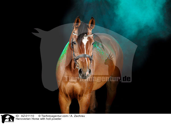 Hanoverian Horse with holi powder / AZ-01110
