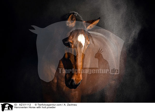 Hanoverian Horse with holi powder / AZ-01112